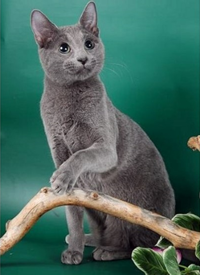 Кошка русская голубая